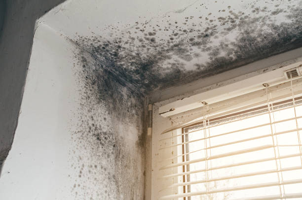 Affordable Mold Inspection And Testing solutions in Denton, NC